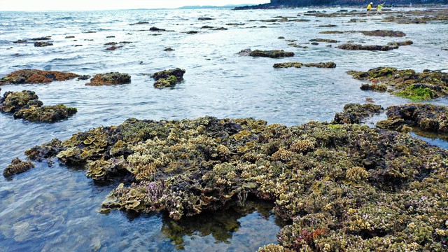 Quảng Ngãi bảo vệ hệ sinh thái rạn san hô - Ảnh 2.
