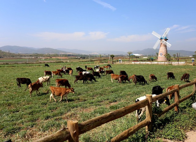 Cụm Trang trại bò sữa Vinamilk Đà Lạt được vinh dnah tại giải thưởng môi trường Việt Nam - Ảnh 2.