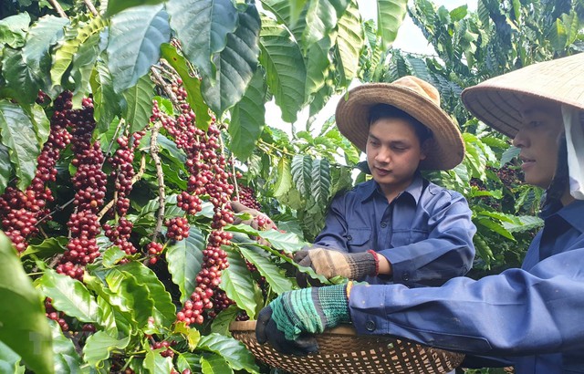 Việt Nam xuất khẩu 38.000 tấn cà phê trong nửa đầu tháng 9/2022 - Ảnh 1.
