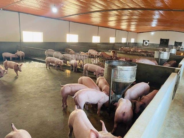 Giá thịt lợn hơi nội địa tiếp tục đà giảm - Ảnh 1.