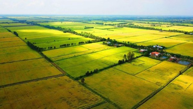Sửa quy định về sử dụng kinh phí hỗ trợ bảo vệ, phát triển đất trồng lúa - Ảnh 1.