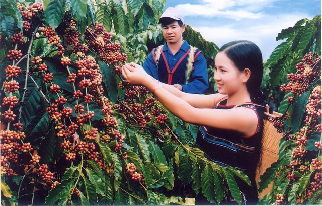 Ngành cà phê Việt Nam có thể thiết lập mốc kim ngạch kỷ lục mới - Ảnh 1. Ngành cà phê Việt Nam có thể thiết lập mốc kim ngạch kỷ lục mới - Ảnh 1.