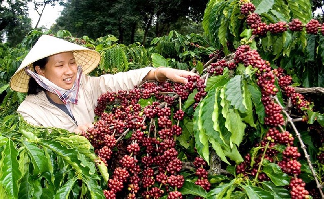 Xuất khẩu cà phê của Việt Nam vượt kế hoạch - Ảnh 1.