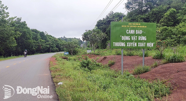 Tính toán kỹ phương án đầu tư tuyến đường kết nối tỉnh Bình Phước và Đồng Nai - Ảnh 1.