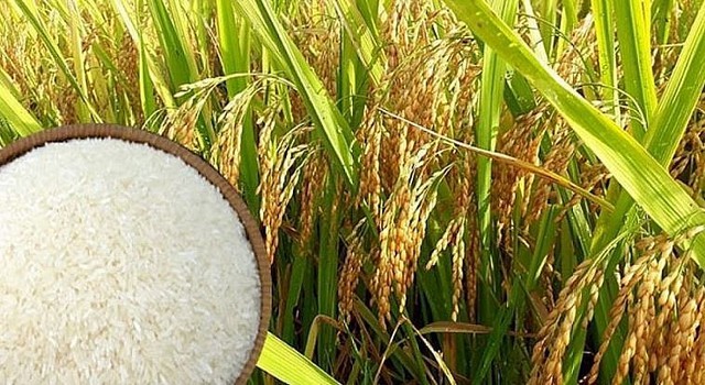 Lượng hạn ngạch thuế quan nhập khẩu gạo, lá thuốc lá khô năm 2023, 2024 - Ảnh 1. Lượng hạn ngạch thuế quan nhập khẩu gạo, lá thuốc lá khô năm 2023, 2024 - Ảnh 1.