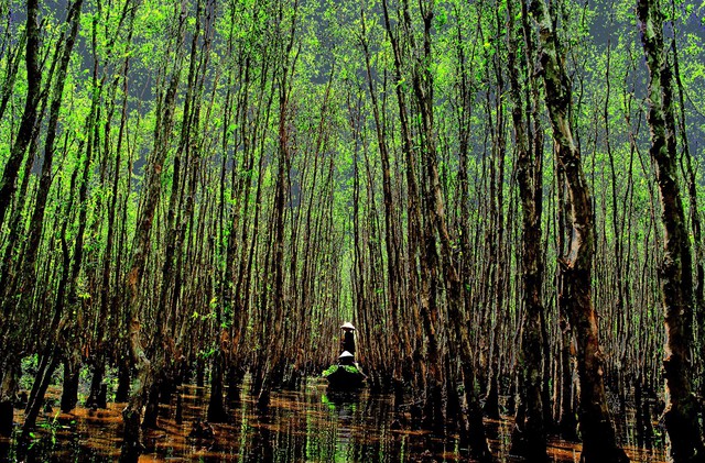 Việt Nam đã phục hồi hơn 4.000 ha rừng ngập mặn- Ảnh 1.
