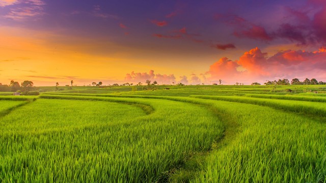 Phát triển nông nghiệp xanh từ vựa lúa Việt Nam- Ảnh 1.