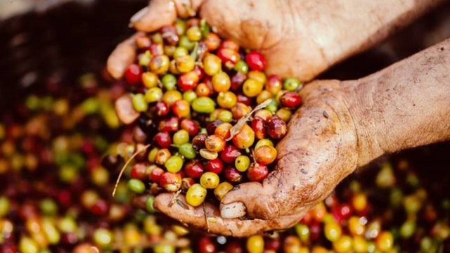 Việt Nam là nước xuất khẩu cà phê lớn thứ 2 thế giới - Ảnh 1.