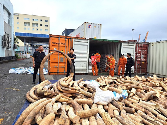 Hải quan Hải phòng bắt giữ khoảng 7 tấn ngà voi nhập lậu - Ảnh 1.