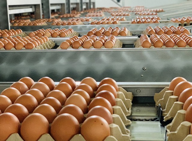 Đề xuất phân giao hạn ngạch thuế quan nhập khẩu muối, trứng gia cầm năm 2023 - Ảnh 1.