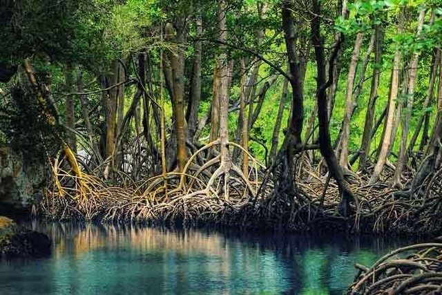 Thúc đẩy hợp tác quốc tế trong phát triển rừng ngập mặn - Ảnh 1.