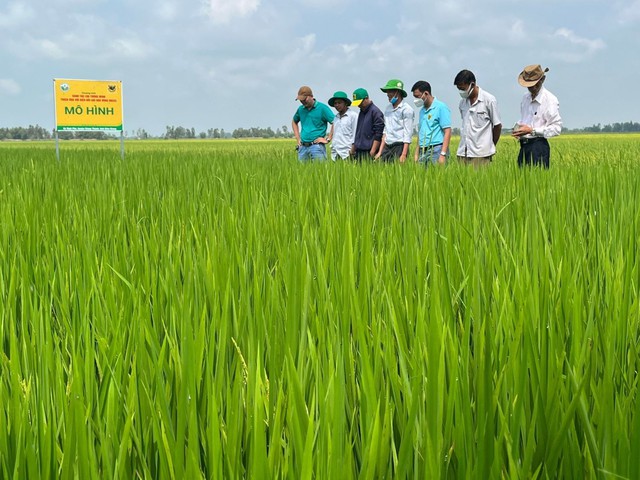 Phân bón Đầu Trâu góp sức cùng nông dân bảo vệ môi trường và sản xuất bền vững - Ảnh 2.