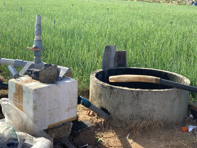 Khan hiếm nước cho sản xuất nông nghiệp tại huyện đảo Lý Sơn - Ảnh 2.