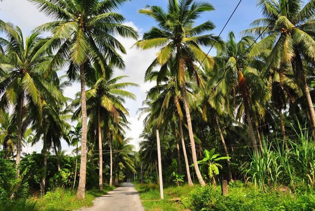 Bến Tre: Diện tích trồng dừa tăng lên hơn 78.000 ha - Ảnh 1.