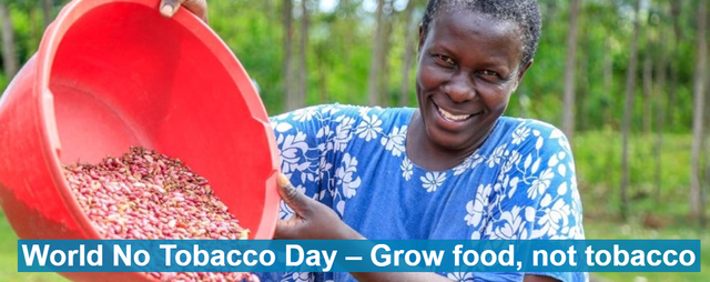 Ngày Thế giới không thuốc lá: Trồng cây lương thực thay vì thuốc lá - Ảnh 1.