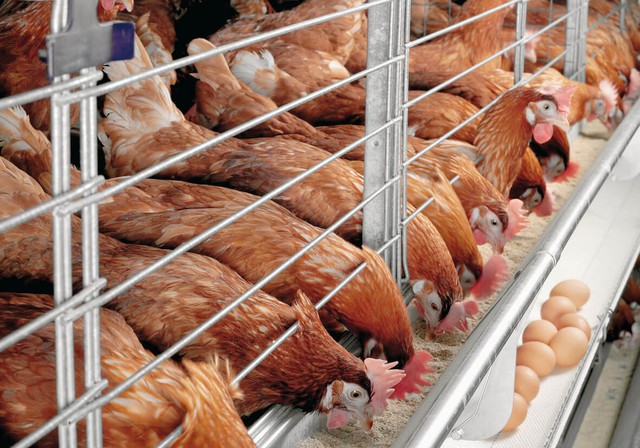 Xử lý nghiêm các trường hợp vận chuyển trái phép gia cầm vào Việt Nam - Ảnh 1.