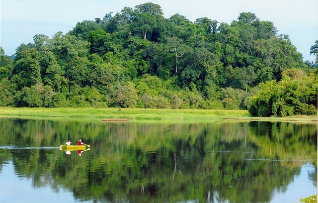 Việt Nam có gần 15 triệu ha rừng - Ảnh 1.