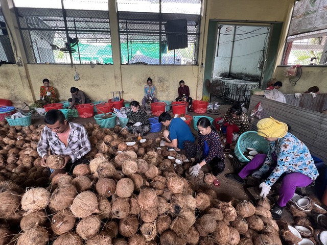 Để phát triển bền vững ngành dừa Việt Nam - Ảnh 1.