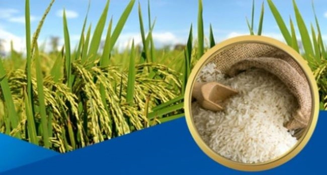 Chỉ thị đảm bảo an ninh lương thực, thúc đẩy sản xuất, xuất khẩu gạo bền vững - Ảnh 1.