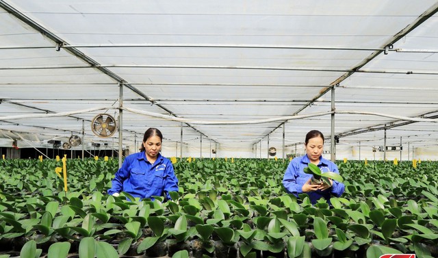 Đẩy mạnh ứng dụng công nghệ cao trong phát triển nông nghiệp ở Mộc Châu (Sơn La)  - Ảnh 1.