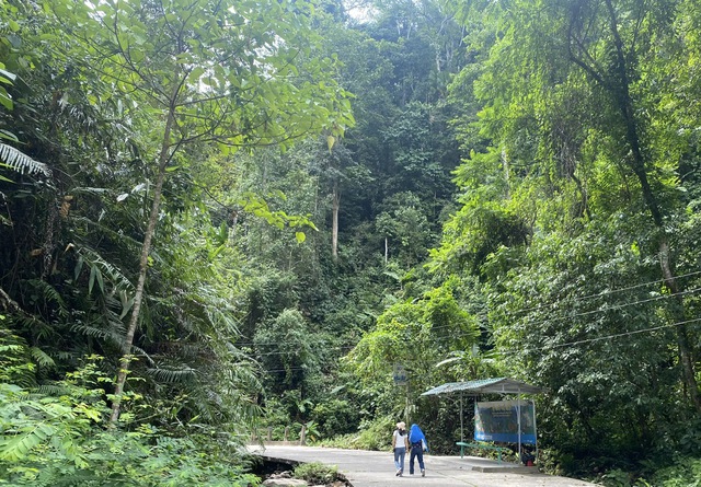 Dịch vụ môi trường rừng: Thu đạt gần 60% kế hoạch