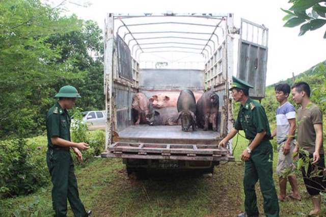 Tăng cường ngăn chặn buôn lậu, vận chuyển trái phép động vật, sản phẩm động vật qua biên giới vào Việt Nam- Ảnh 1.
