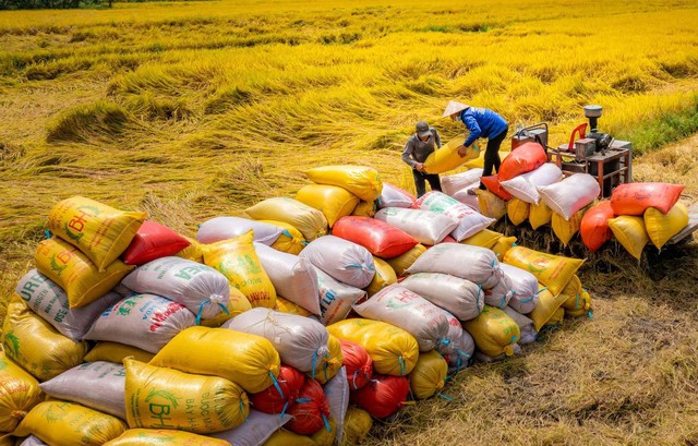 Tiếp tục mở rộng và đa dạng hóa thị trường xuất khẩu gạo- Ảnh 1.