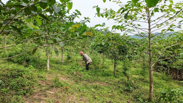 “Góp một cây để có rừng”: Hiệu quả xã hội hóa phục hồi rừng- Ảnh 3.