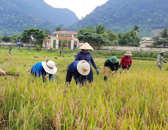 Tín hiệu lạc quan từ xuất khẩu gạo đầu năm- Ảnh 2.