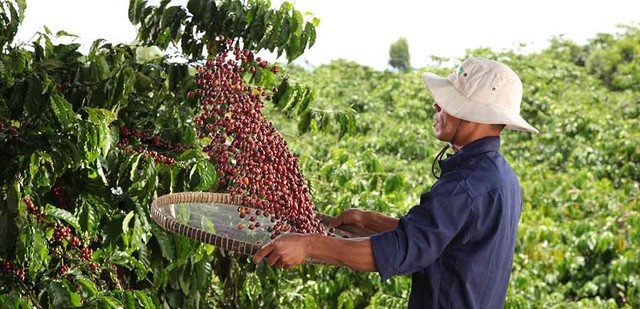 Nestlé tăng cường áp dụng nông nghiệp tái sinh, tăng năng suất và giảm phát thải khí nhà kính- Ảnh 1.