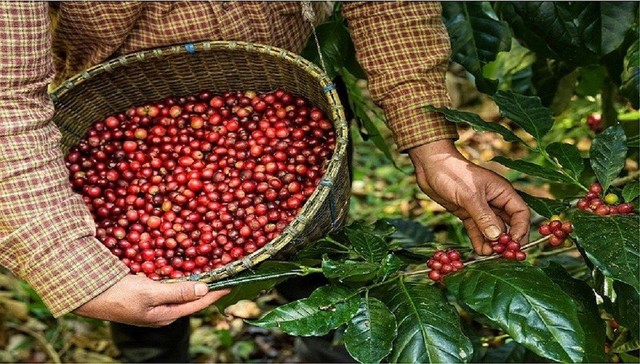 Điểm danh 4 mặt hàng nông sản Việt Nam được thế giới ưa chuộng- Ảnh 3.
