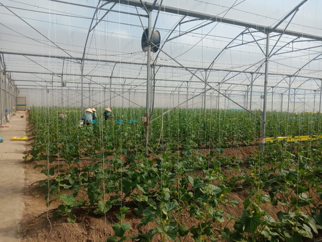 Sản xuất nông nghiệp của Bắc Giang phát triển ổn định- Ảnh 1.