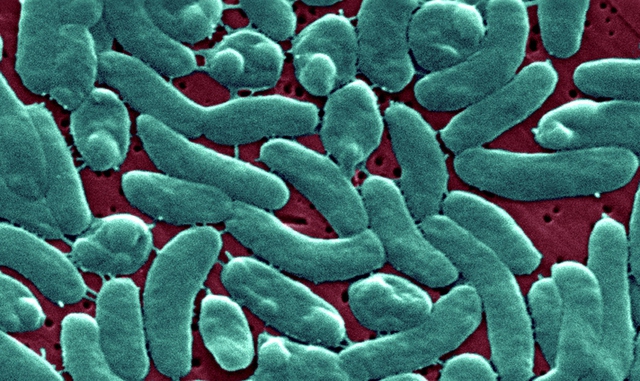 Ca tử vong đầu tiên của Hàn Quốc năm 2024 do vi khuẩn ăn thịt người