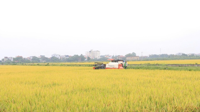 Phát triển lúa VietGAP gắn bao tiêu sản phẩm: Hướng đi bền vững cho nông nghiệp Thủ đô- Ảnh 2. Phát triển lúa VietGAP gắn bao tiêu sản phẩm: Hướng đi bền vững cho nông nghiệp Thủ đô- Ảnh 2.