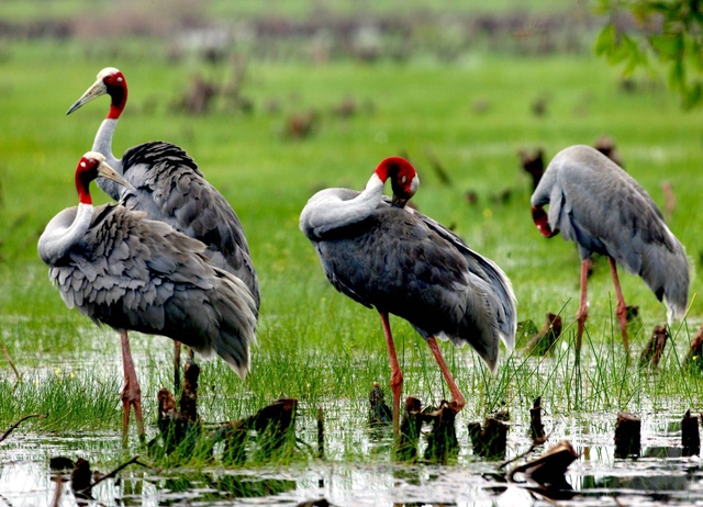 Viet Nam takes action to protect migrating wild birds - Ảnh 1.
