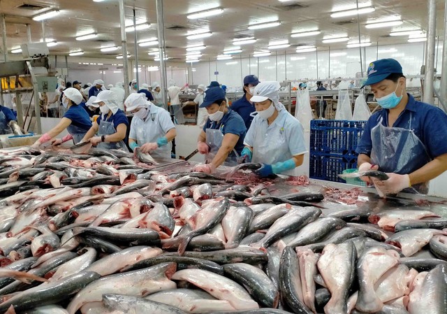 More Viet Nam’s tra fish processing factories eligible for export to U.S. - Ảnh 1.