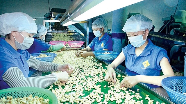 Vietnamese companies regain control of cashew nut containers in suspected scam in Italy - Ảnh 1.