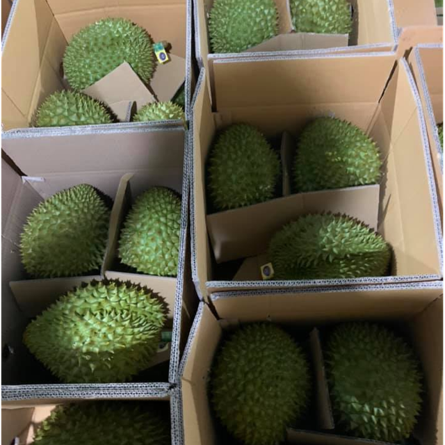 Viet Nam exports durian to China via official channels - Ảnh 1.