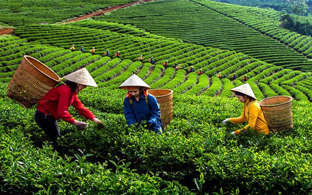 Viet Nam is world’s seventh largest tea producer - Ảnh 1.