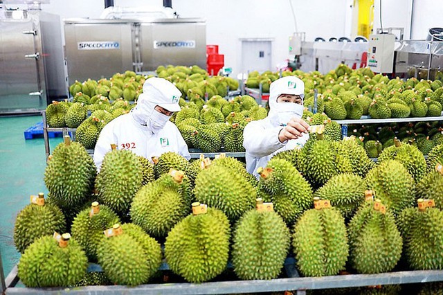 Viet Nam’s fruit and vegetable exports forecast to set new record - Ảnh 1. Viet Nam’s fruit and vegetable exports forecast to set new record - Ảnh 1.