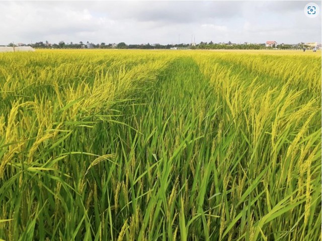 Norway supports Viet Nam to produce climate-smart rice - Ảnh 1.