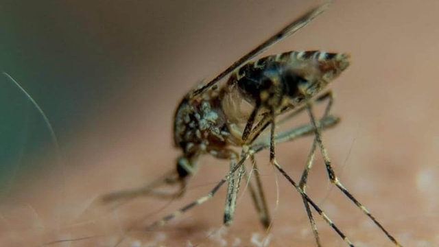 Viet Nam doubles efforts to terminate malaria by 2030 - Ảnh 1.