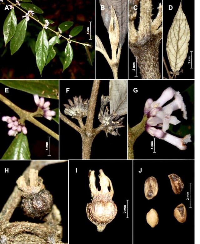 Two new plant species discovered at Vu Quang National Park - Ảnh 1.