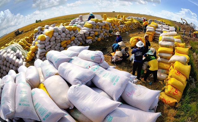 Rice export price hits decade high - Ảnh 1.