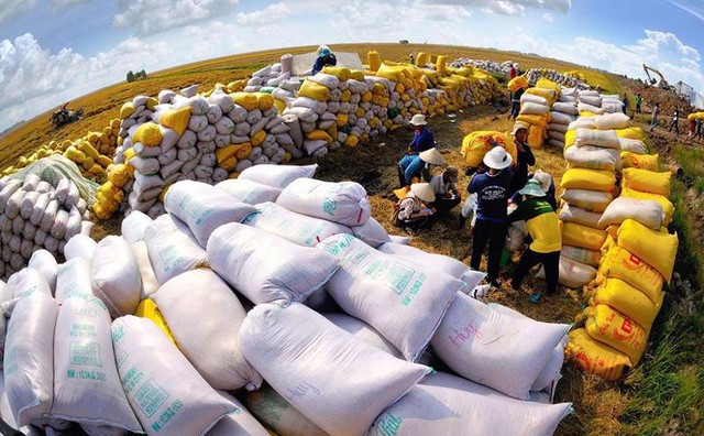 Rice export prices reach 10-year high - Ảnh 1.