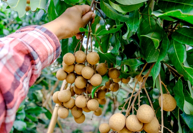 Vietnamese longans make debut in Thai supermarkets - Ảnh 1.