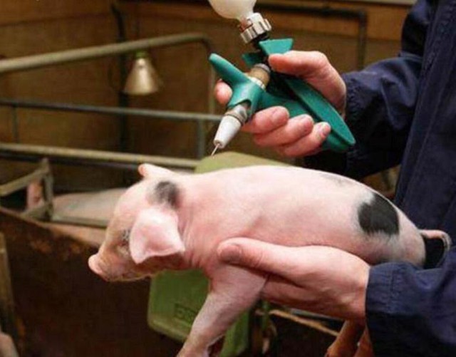 Viet Nam to export home-grown African swine fever vaccines to Philippines, Indonesia - Ảnh 1.