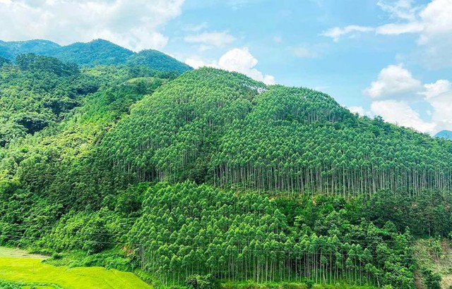 Viet Nam earns US$51.5mn from first forest carbon credit sale- Ảnh 1.