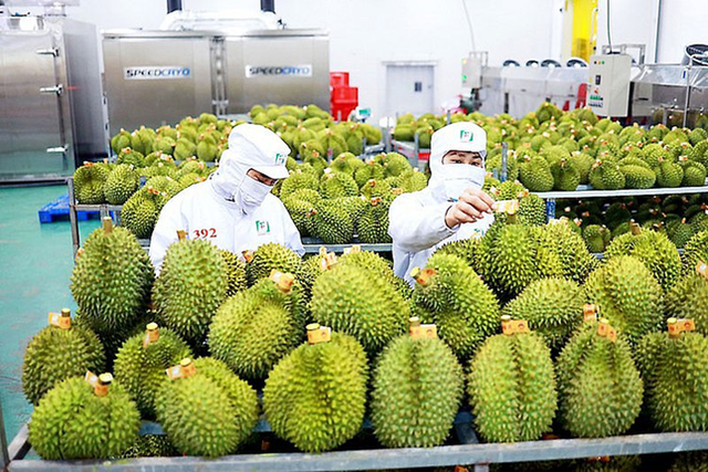 Viet Nam becomes second largest fruit and veggie exporter to China- Ảnh 1.