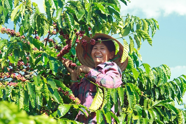 Coffee exports may reach US$5 billion in 2024- Ảnh 1.